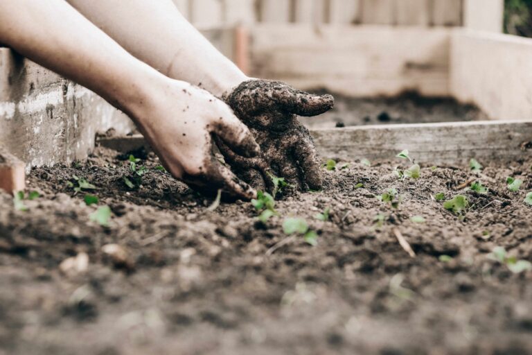 remblai et potager urbain cultiver dans une terre saine